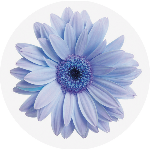 BLUE DAISY
