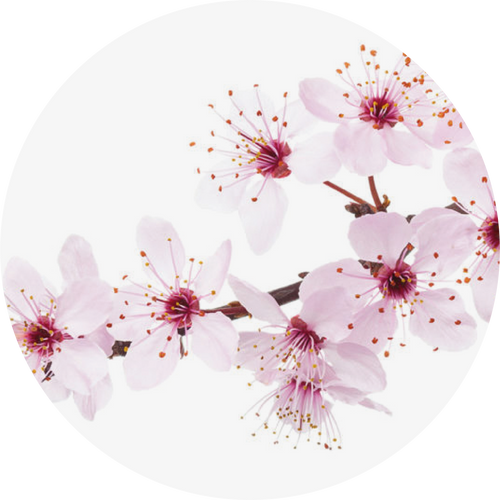 CHERRY BLOSSOM FRAGRANCE