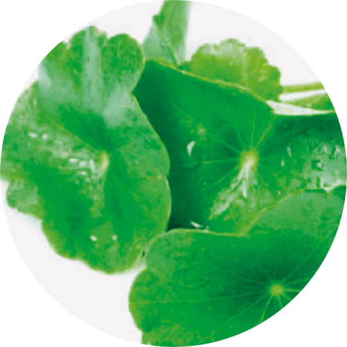GOTU KOLA