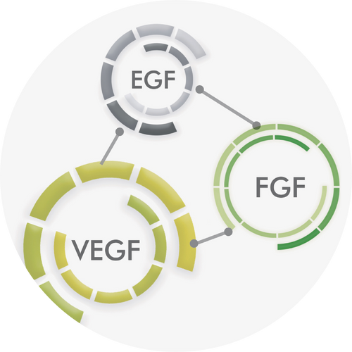 GROWTH FACTORS