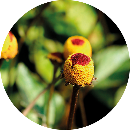 MADAGASCAR ESSENCE