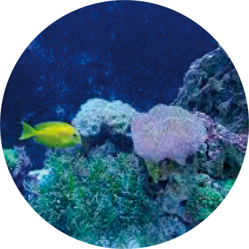 OCEAN HYALURONIC