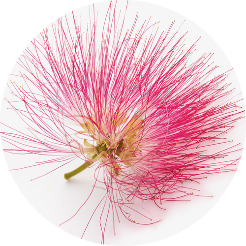 PERSIAN SILK TREE EXTRACT
