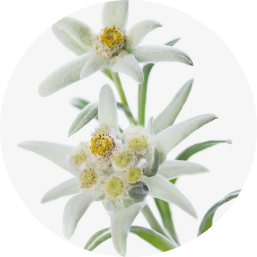 SNOW DROP