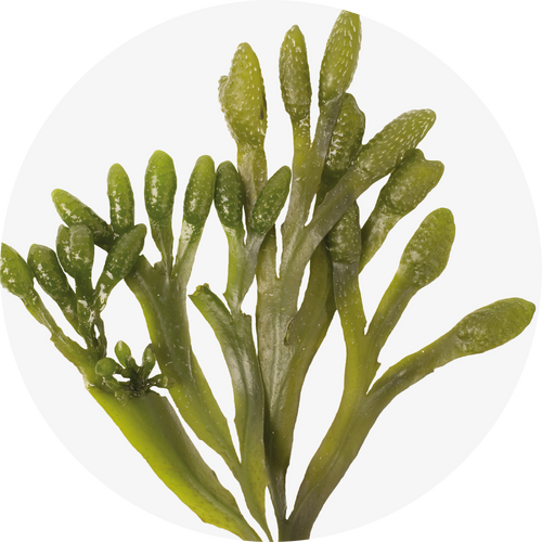 V-HYALURONIC