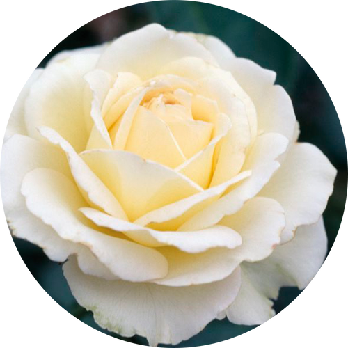 WHITE ROSE